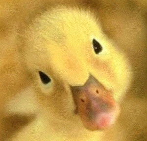 purpleanka